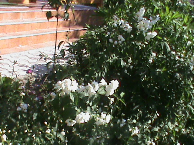 DSC03008