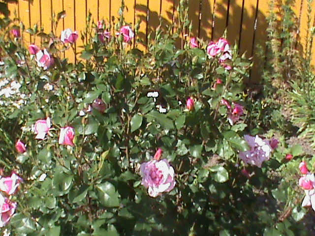 DSC03009 - Flori - Trandafiri