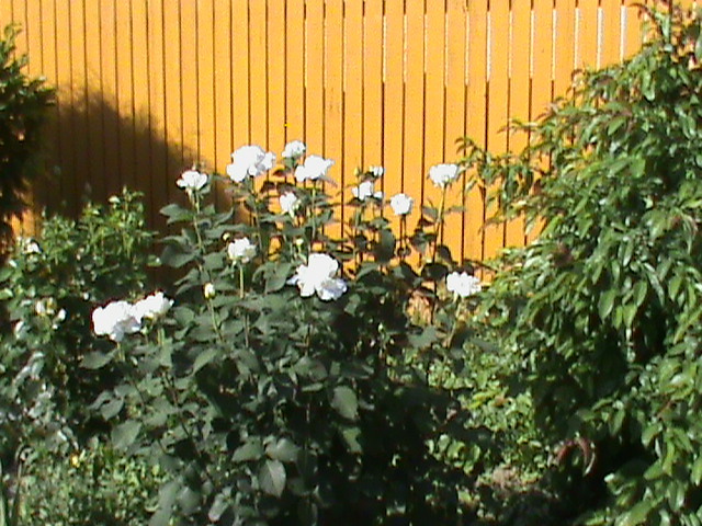 DSC03022 - Flori - Trandafiri