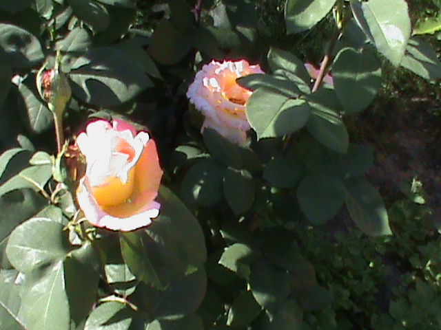 DSC03023