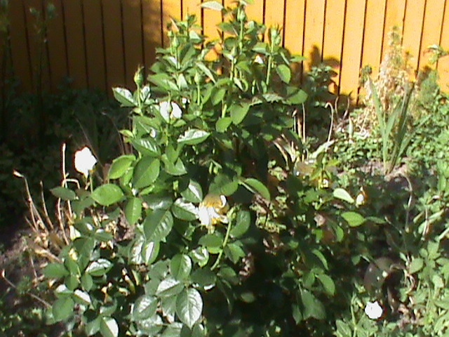 DSC03026