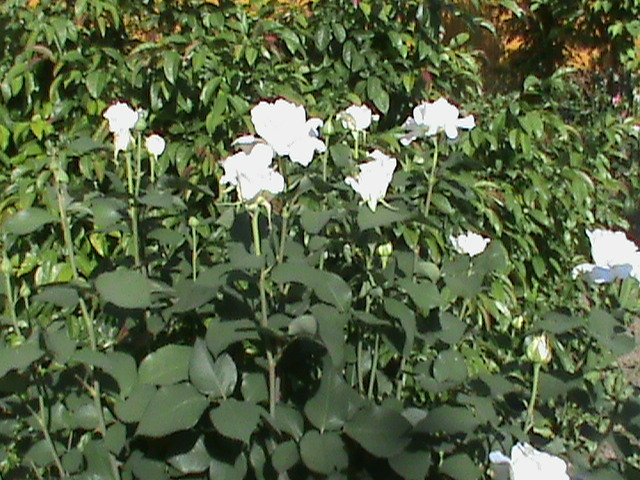 DSC03027