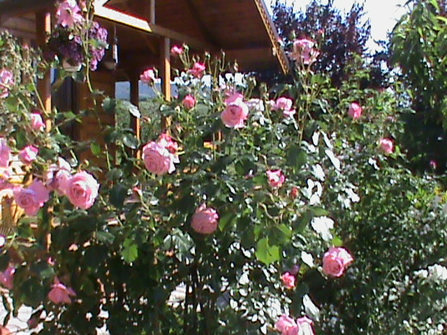 DSC03036