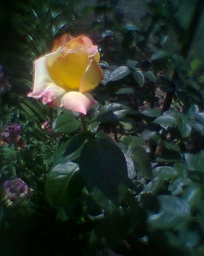 Fotogr.0311