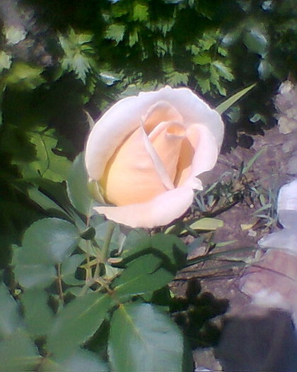 Fotogr.0313