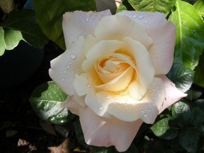 Peace(Madame A. Meilland,Gioia,Gloria Dei) - Trandafiri 2011