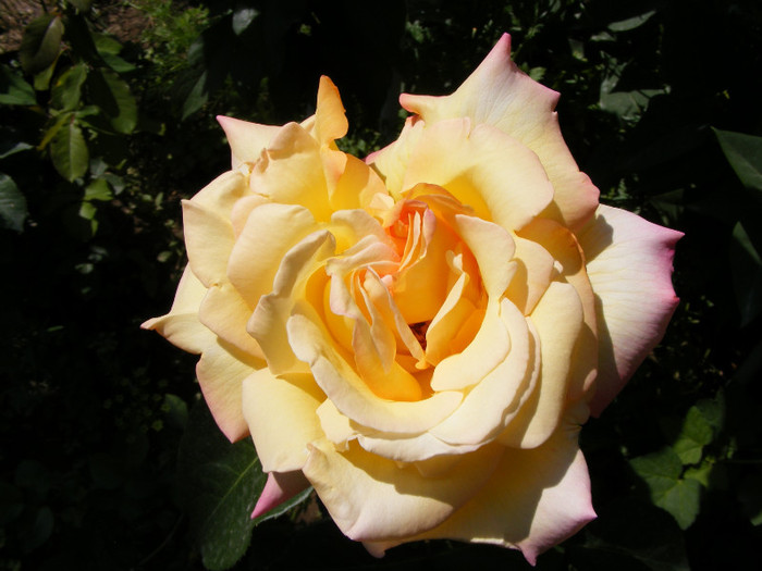 Peace(Madame A. Meilland,Gioia,Gloria Dei) - Trandafiri 2011