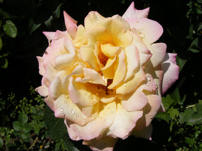 Peace(Madame A. Meilland,Gioia,Gloria Dei) - Trandafiri 2011