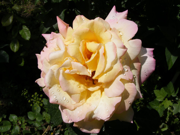 Peace(Madame A. Meilland,Gioia,Gloria Dei) - Trandafiri 2011