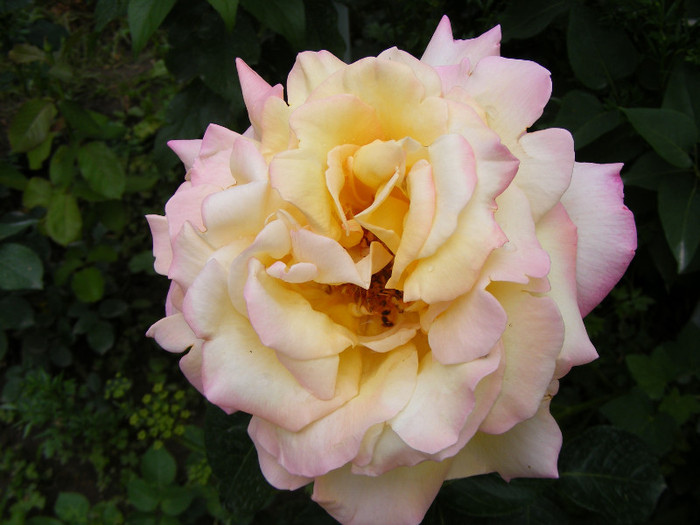 Peace(Madame A. Meilland,Gioia,Gloria Dei) - Trandafiri 2011