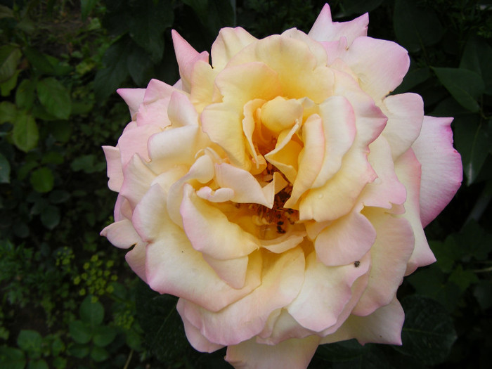 Peace(Madame A. Meilland,Gioia,Gloria Dei) - Trandafiri 2011