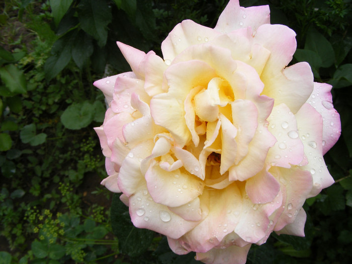 Peace(Madame A. Meilland,Gioia,Gloria Dei); Thea hybrid,floare foarte mare,43 petale,scobita,centrata,parfum mediu(3-4 din 5 puncte)h1,2-2m
 Peace(Madame A. Meilland,Gioia,Gloria Dei); Thea hybrid,floare foarte mare,43 petale,scobita,centrata,parfum mediu(3-4 din 5 puncte)h1,2-2m