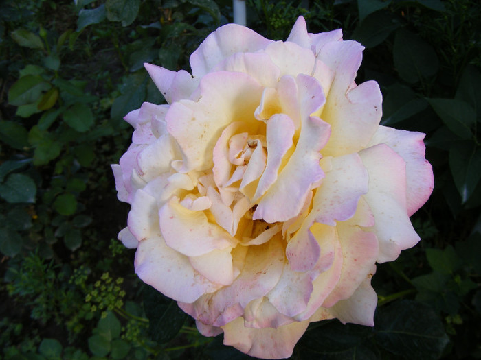 Peace(Madame A. Meilland,Gioia,Gloria Dei) - Trandafiri 2011