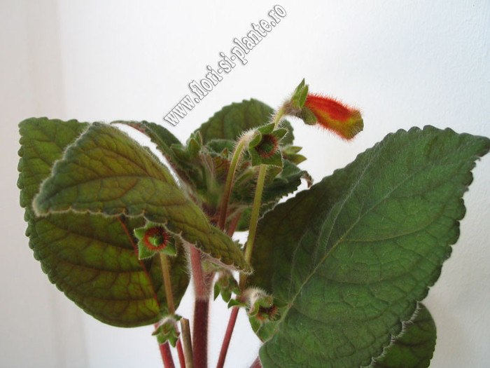 Kohleria Borka 1