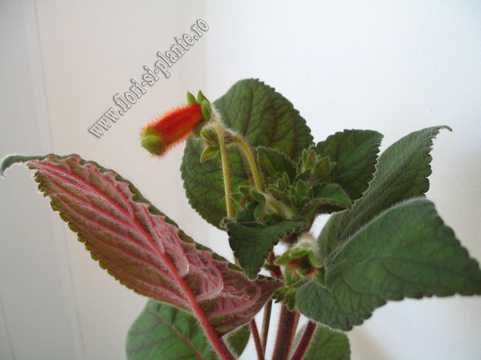 Kohleria Borka 3