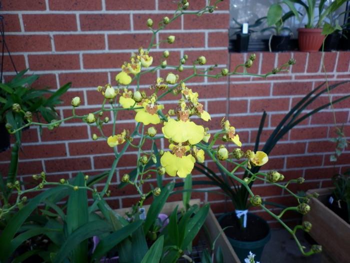 5.06.11 - Oncidium Dancing Lady