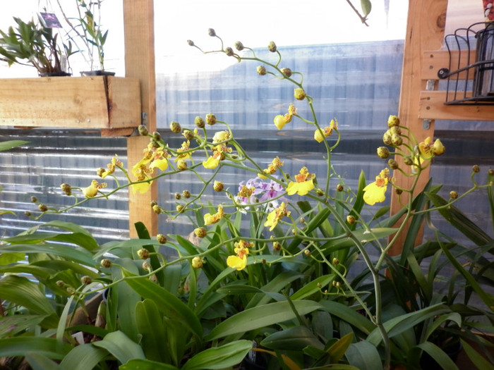 5.06.11 - Oncidium Dancing Lady