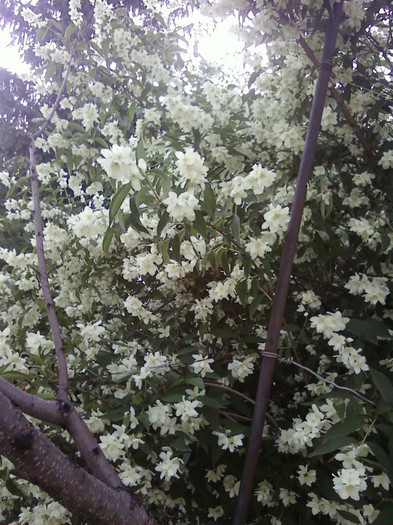  - Plante
