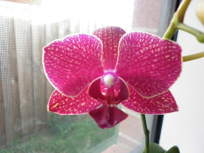 5.06.11 - Phalaenopsis