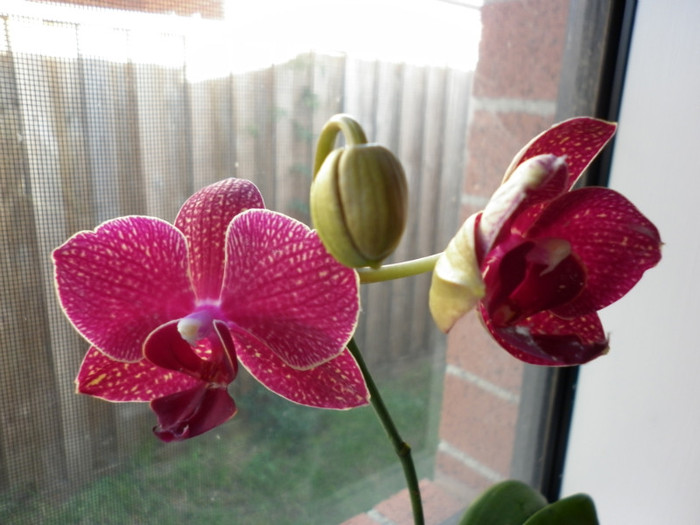 5.06.11 - Phalaenopsis