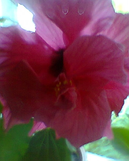 Fotogr.0212 - HIBISCUS