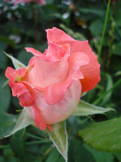 Rose Artistry (2011, June 04)
