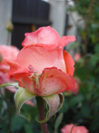 Rose Artistry (2011, June 04)