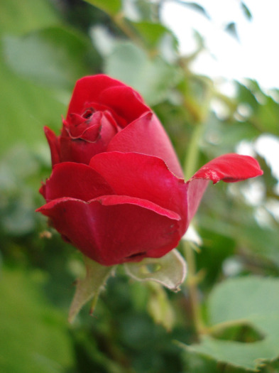 Rose Blaze Superior (2011, June 03) Rose Blaze Superior (2011, June 03)