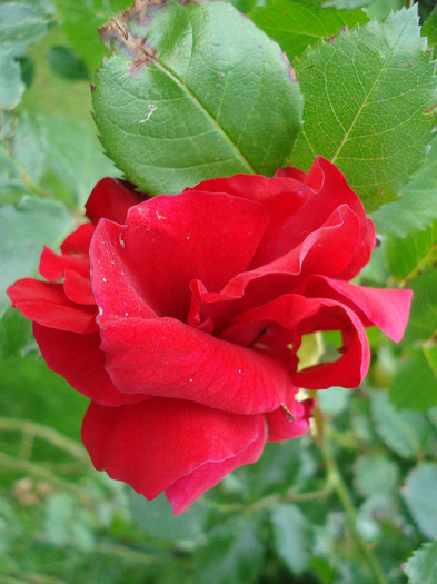 Rose Blaze Superior (2011, June 03) Rose Blaze Superior (2011, June 03)