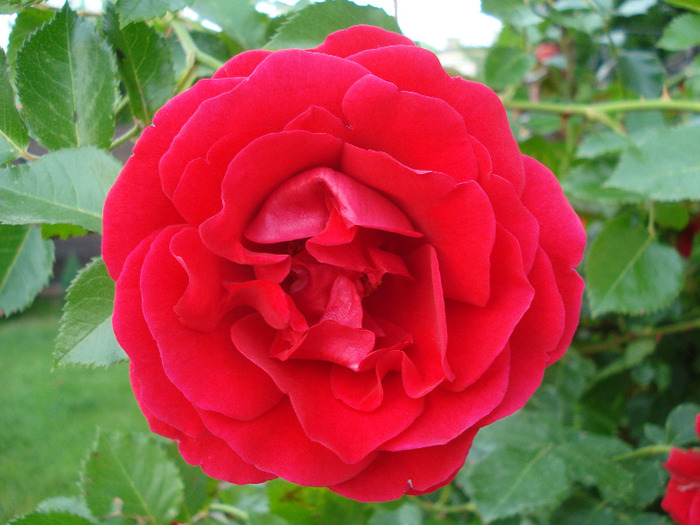 Rose Blaze Superior (2011, June 03)