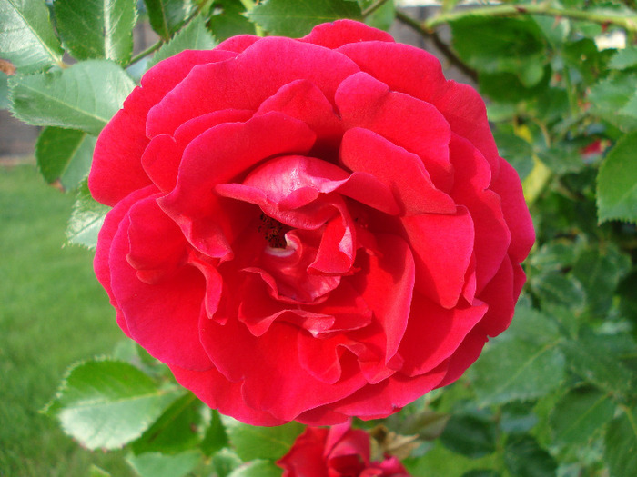 Rose Blaze Superior (2011, June 04)