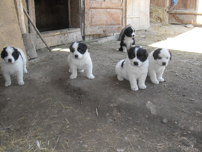 SDC13598 - CAINI CIOBANESTI DE BUCOVINA DE VANZARE