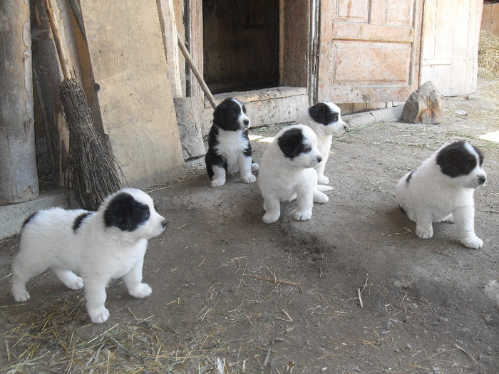 Sdc13600 Caini Ciobanesti De Bucovina De Vanzare Alupului