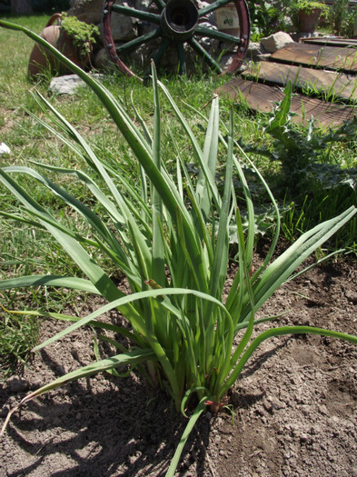 iarba de pampas de la plant-shop