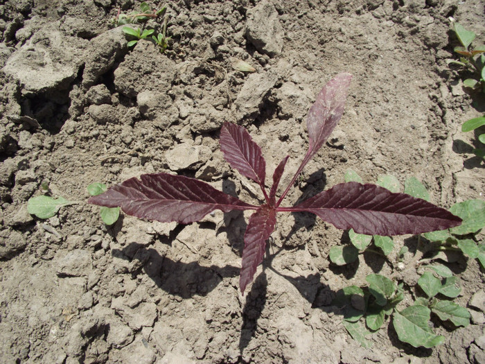 amaranthus tricolor(seminte de la biancan) - vara