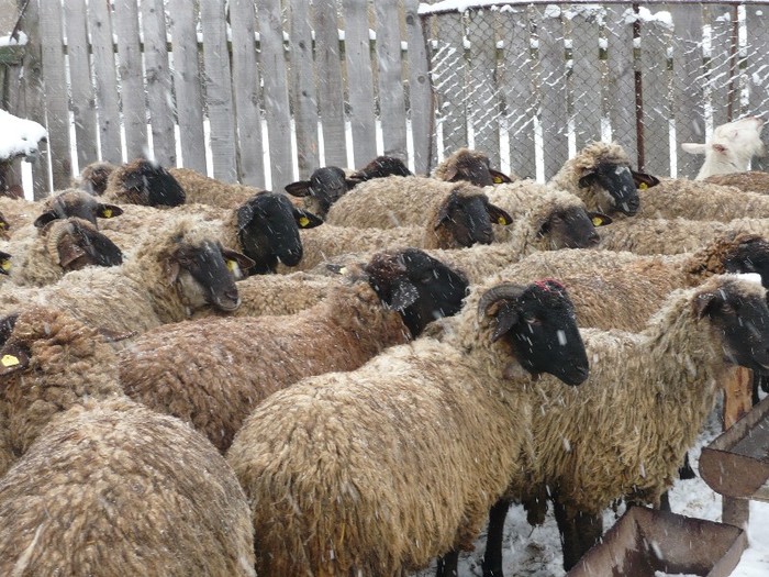 oile mele iarna in gradina 2011 - mioare carabase de teleorman si dorper