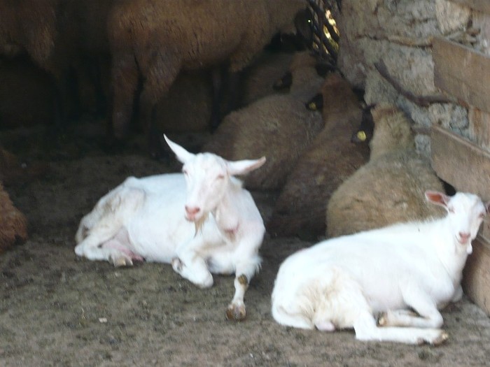 capre si mielutele mele