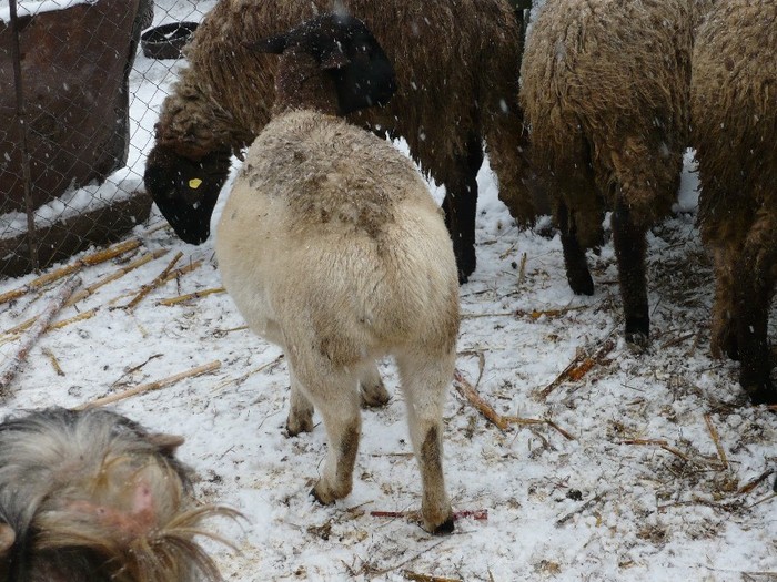 oi carabase si dorper