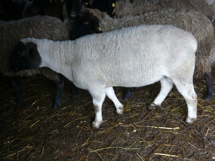 berbecul dorper cu oile carabase