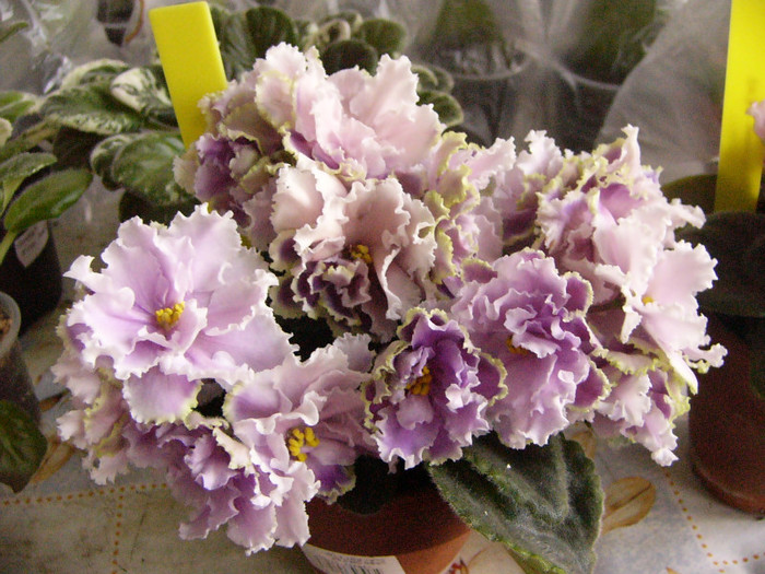 Luisiana Lullaby - violeta de Uzambar