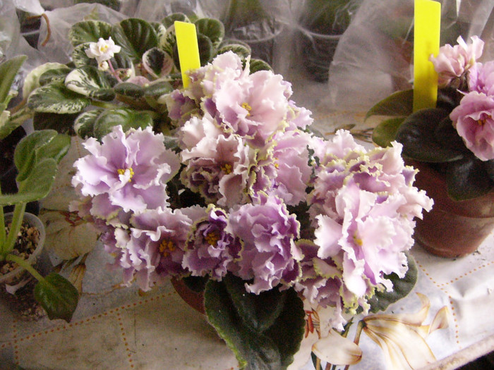 Luisiana Lullaby - violeta de Uzambar