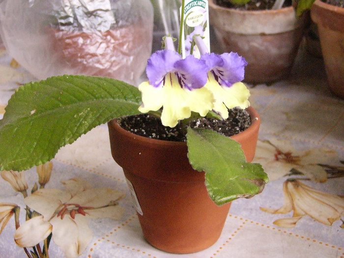 Harlequin Blue - Streptocarpus