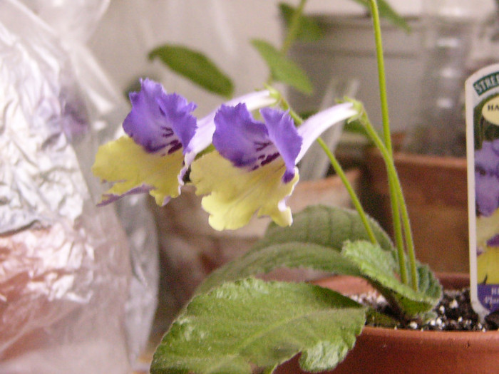 Harlequin Blue - Streptocarpus