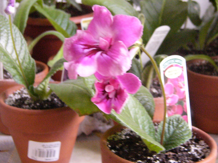 Bristol's very best - Streptocarpus