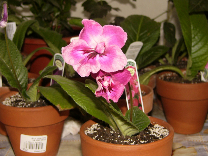 Bristol's very best - Streptocarpus