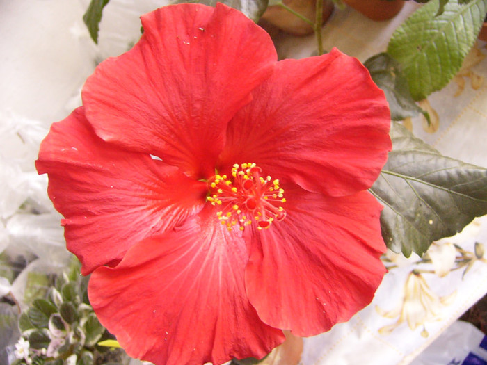 hibiscus