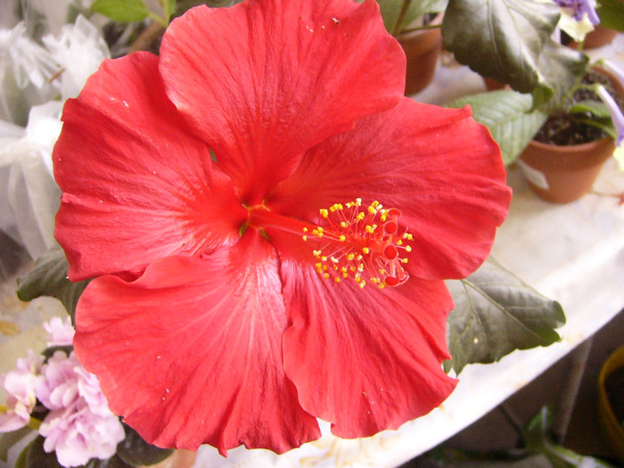 hibiscus