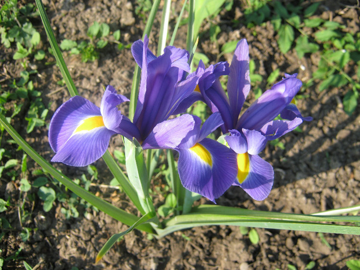 Irisi 1 - diverse