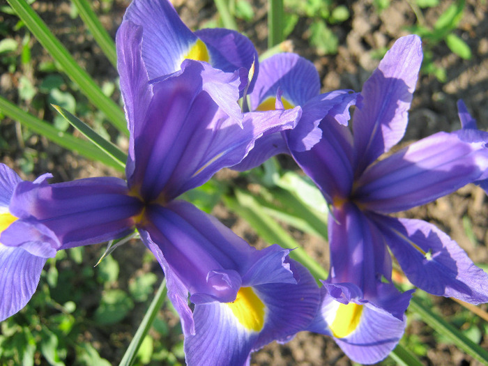 Irisi 2 - diverse