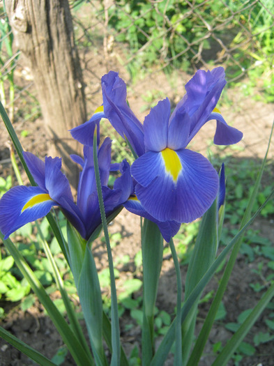 Irisi 5 - diverse